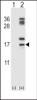 Western blot analysis of CLC using rabbit polyclonal CLC Antibody using 293 cell lysates (2 ug/lane) either nontransfected (Lane 1) or transiently transfected (Lane 2) with the CLC gene.