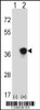 Western blot analysis of Map2k3 using rabbit polyclonal Mouse Map2k3 Antibody using 293 cell lysates (2 ug/lane) either nontransfected (Lane 1) or transiently transfected (Lane 2) with the Map2k3 gene.