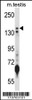 Western blot analysis in mouse testis tissue lysates (35ug/lane) .