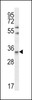 Western blot analysis in Jurkat cell line lysates (35ug/lane) .