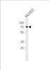 Western blot analysis in HUVEC cell line lysates (35ug/lane) .