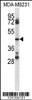 Western blot analysis in MDA-MB231 cell line lysates (35ug/lane) .