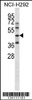 Western blot analysis in NCI-H292 cell line lysates (35ug/lane) .