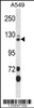 Western blot analysis in A549 cell line lysates (35ug/lane) .