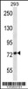 Western blot analysis in 293 cell line lysates (35ug/lane) .