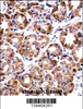 POLI Antibody immunohistochemistry analysis in formalin fixed and paraffin embedded human stomach tissue followed by peroxidase conjugation of the secondary antibody and DAB staining.