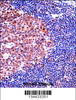 MCM4 Antibody immunohistochemistry analysis in formalin fixed and paraffin embedded human tonsil tissue followed by peroxidase conjugation of the secondary antibody and DAB staining.