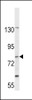 Western blot analysis in CEM cell line lysates (35ug/lane) .