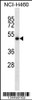 Western blot analysis in NCI-H460 cell line lysates (35ug/lane) .