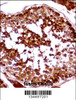 HSFX1 Antibody immunohistochemistry analysis in formalin fixed and paraffin embedded human testis tissue followed by peroxidase conjugation of the secondary antibody and DAB staining.