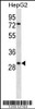 Western blot analysis in HepG2 cell line lysates (35ug/lane) .