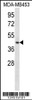 Western blot analysis in MDA-MB453 cell line lysates (35ug/lane) .