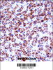 SIGLEC8 Antibody immunohistochemistry analysis in formalin fixed and paraffin embedded human liver tissue followed by peroxidase conjugation of the secondary antibody and DAB staining.