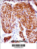 PAEP Antibody immunohistochemistry analysis in formalin fixed and paraffin embedded human uterus tissue followed by peroxidase conjugation of the secondary antibody and DAB staining.