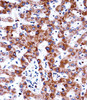 ADRA2C Antibody immunohistochemistry analysis in formalin fixed and paraffin embedded human liver tissue followed by peroxidase conjugation of the secondary antibody and DAB staining.