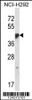 Western blot analysis in NCI-H292 cell line lysates (35ug/lane) .