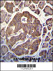 SCGN Antibody immunohistochemistry analysis in formalin fixed and paraffin embedded human pancreas tissue followed by peroxidase conjugation of the secondary antibody and DAB staining.