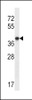 Western blot analysis in NCI-H292 cell line lysates (35ug/lane) .