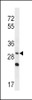 Western blot analysis in NCI-H292 cell line lysates (35ug/lane) .