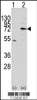 Western blot analysis of MIPEP using rabbit polyclonal MIPEP Antibody using 293 cell lysates (2 ug/lane) either nontransfected (Lane 1) or transiently transfected with the MIPEP gene (Lane 2) .