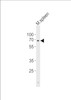 Western blot analysis of lysate from mouse spleen tissue lysate, using Clk2 Antibody at 1:1000.