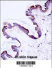 Mouse Prkch Antibody immunohistochemistry analysis in formalin fixed and paraffin embedded mouse skin tissue followed by peroxidase conjugation of the secondary antibody and DAB staining.