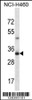 Western blot analysis in NCI-H460 cell line lysates (35ug/lane) .