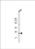 Western Blot at 1:1000 dilution + Hela whole cell lysate Lysates/proteins at 20 ug per lane.