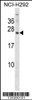 Western blot analysis in NCI-H292 cell line lysates (35ug/lane) .