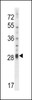 Western blot analysis in NCI-H460 cell line lysates (35ug/lane) .