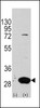 Western blot analysis of Latexin using rabbit polyclonal Latexin Antibody using 293 cell lysates (2 ug/lane) either nontransfected (Lane 1) or transiently transfected with the LXN gene (Lane 2) .