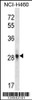 Western blot analysis in NCI-H460 cell line lysates (35ug/lane) .