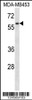 Western blot analysis in MDA-MB453 cell line lysates (35ug/lane) .