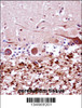 FANCG Antibody immunohistochemistry analysis in formalin fixed and paraffin embedded human cerebellum tissue followed by peroxidase conjugation of the secondary antibody and DAB staining.