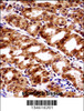 PAX7 Antibody immunohistochemistry analysis in formalin fixed and paraffin embedded human stomach tissue followed by peroxidase conjugation of the secondary antibody and DAB staining.