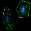 Fluorescent confocal image of SY5Y cells stained with ERAS (F66) antibody. SY5Y cells were fixed with 4% PFA (20 min) , permeabilized with Triton X-100 (0.2%, 30 min) . Cells were then incubated with ERAS (F66) primary antibody (1:100, 2 h at room temperature) . For secondary antibody, Alexa Fluor 488 conjugated donkey anti-rabbit antibody (green) was used (1:1000, 1h) . Nuclei were counterstained with Hoechst 33342 (blue) (10 ug/ml, 5 min) . ERAS immunoreactivity is localized to the plasma membrane of SY5Y cells.