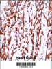 TMM85 Antibody immunohistochemistry analysis in formalin fixed and paraffin embedded human heart tissue followed by peroxidase conjugation of the secondary antibody and DAB staining.