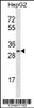 Western blot analysis in HepG2 cell line lysates (35ug/lane) .