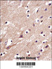 C4orf49 Antibody immunohistochemistry analysis in formalin fixed and paraffin embedded human brain tissue followed by peroxidase conjugation of the secondary antibody and DAB staining.