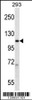 Western blot analysis in 293 cell line lysates (35ug/lane) .