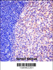 MCM6 Antibody immunohistochemistry analysis in formalin fixed and paraffin embedded human tonsil tissue followed by peroxidase conjugation of the secondary antibody and DAB staining.