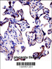KCNA2 Antibody immunohistochemistry analysis in formalin fixed and paraffin embedded human placenta tissue followed by peroxidase conjugation of the secondary antibody and DAB staining.