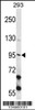 Western blot analysis in 293 cell line lysates (35ug/lane) .