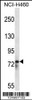 Western blot analysis in NCI-H460 cell line lysates (35ug/lane) .