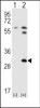 Western blot analysis of STAP1 using rabbit polyclonal STAP1 Antibody (F56) using 293 cell lysates (2 ug/lane) either nontransfected (Lane 1) or transiently transfected (Lane 2) with the STAP1 gene.