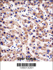 HTATIP2 Antibody immunohistochemistry analysis in formalin fixed and paraffin embedded human liver tissue followed by peroxidase conjugation of the secondary antibody and DAB staining.