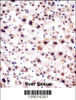 SNRPA Antibody immunohistochemistry analysis in formalin fixed and paraffin embedded human liver tissue followed by peroxidase conjugation of the secondary antibody and DAB staining.