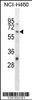 Western blot analysis in NCI-H460 cell line lysates (35ug/lane) .