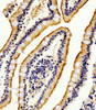 Immunohistochemical analysis of paraffin-embedded H. small intestine section using Alkaline Phosphatase (ALPI) Antibody . Antibody was diluted at 1:100 dilution. A peroxidase-conjugated goat anti-rabbit IgG at 1:400 dilution was used as the secondary antibody, followed by DAB staining.