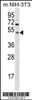 Western blot analysis in mouse NIH-3T3 cell line lysates (35ug/lane) .